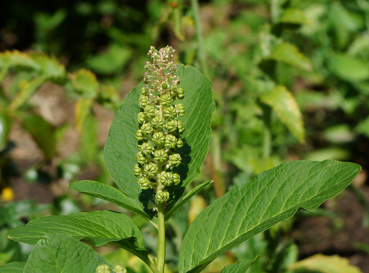 Image of Phytolacca acinosa specimen.