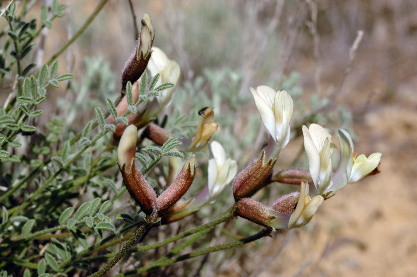 Изображение особи Astragalus pallasii.