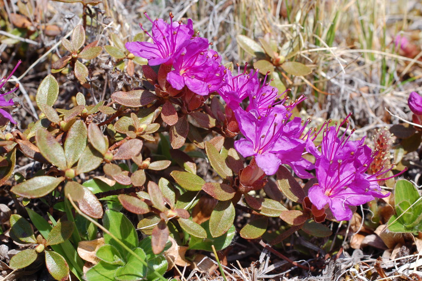 Image of Rhododendron lapponicum specimen.