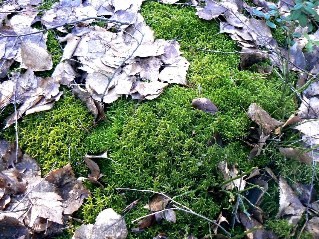 Изображение особи Sphagnum capillifolium.