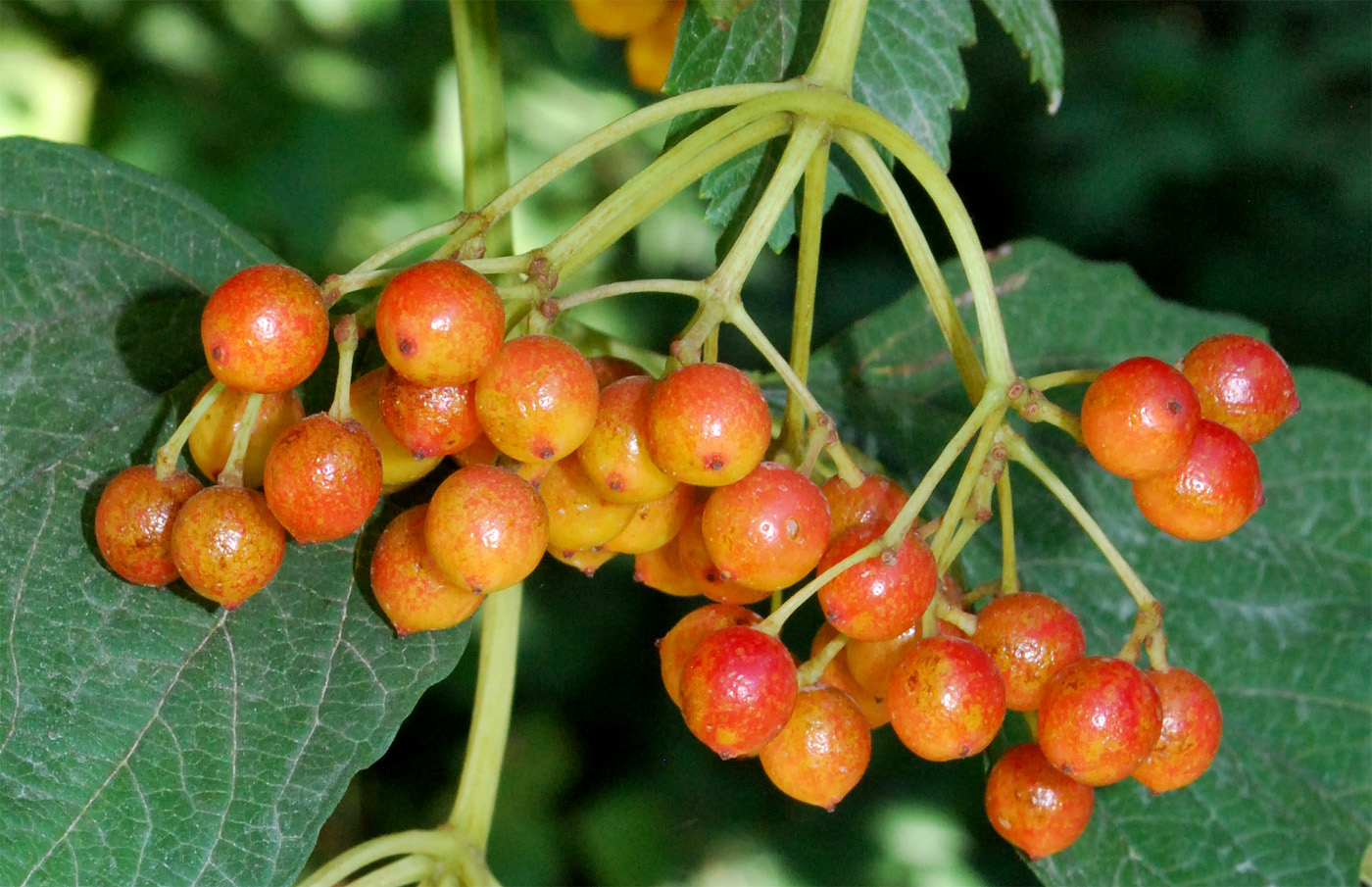 Image of Viburnum opulus specimen.