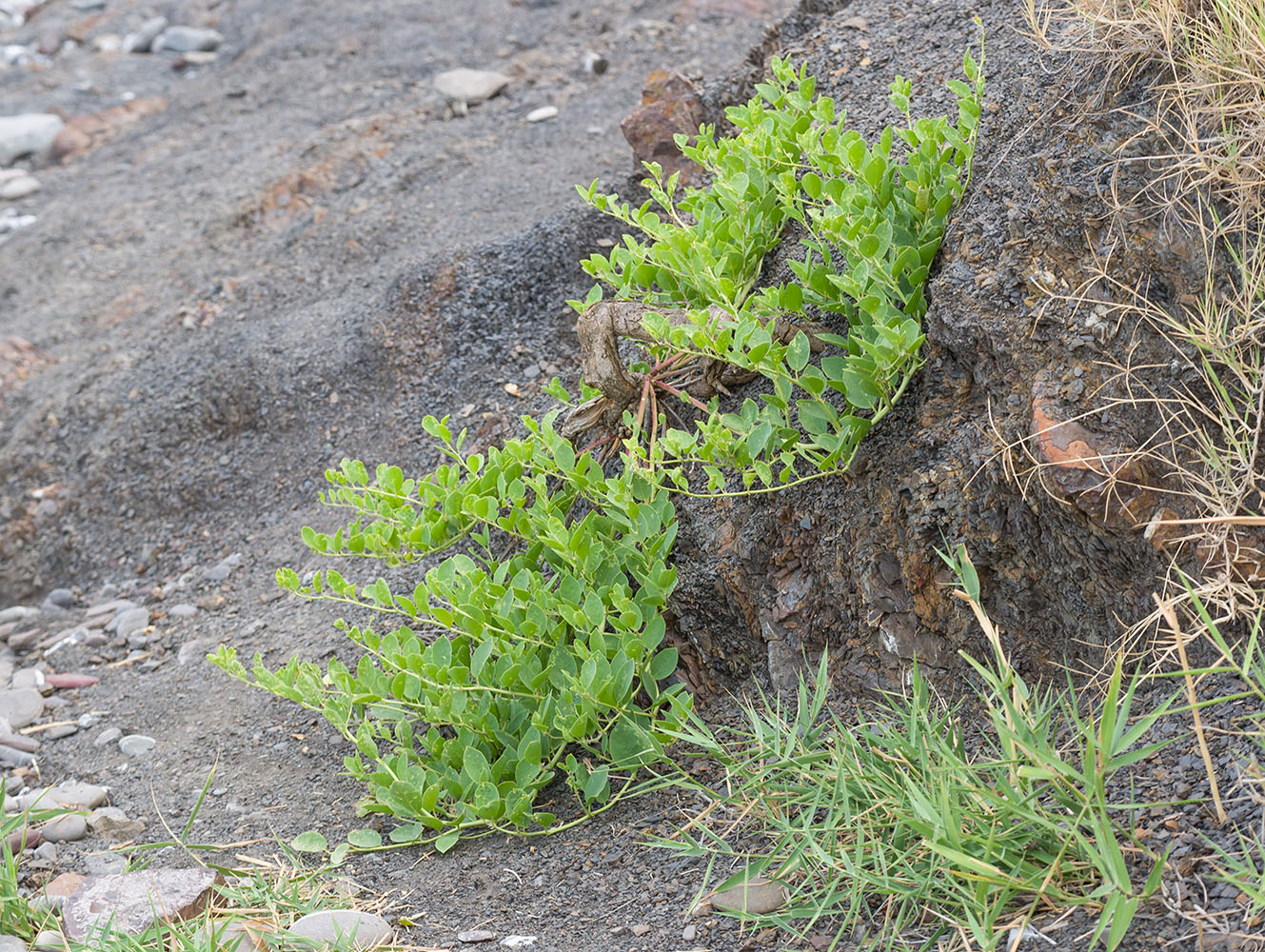 Image of Capparis herbacea specimen.