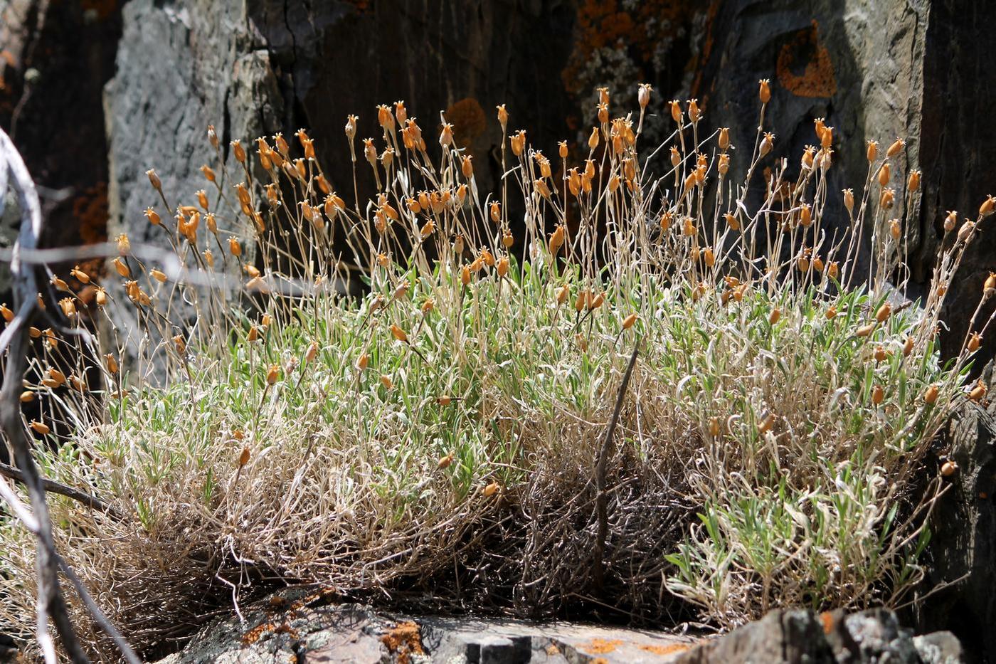 Image of Silene kuschakewiczii specimen.