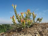 Scutellaria kurssanovii