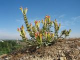 Scutellaria mesostegia