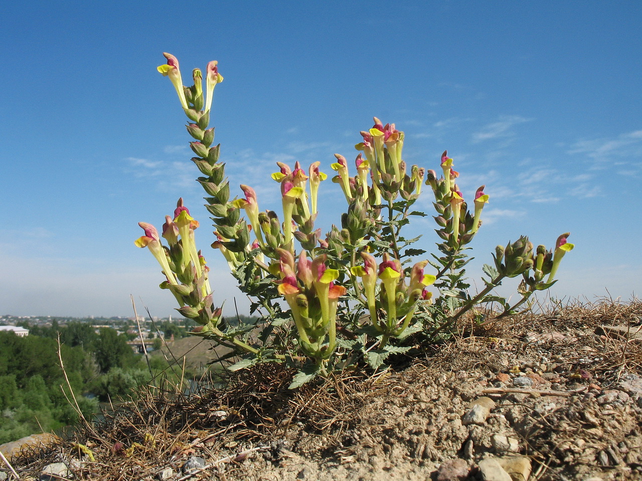 Image of Scutellaria mesostegia specimen.