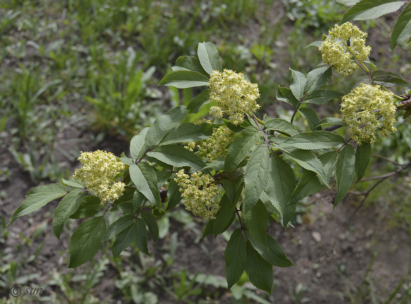 Image of Sambucus racemosa specimen.