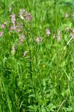 Coccyganthe flos-cuculi