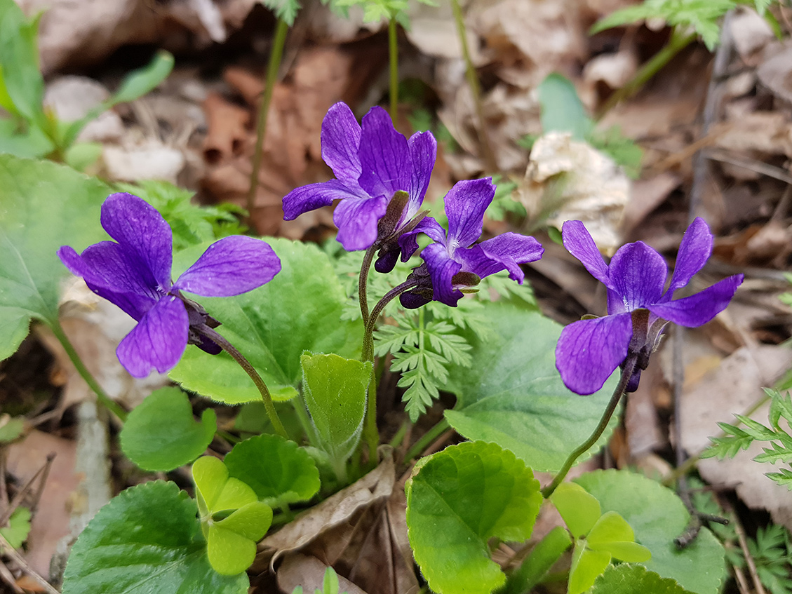 Изображение особи Viola odorata.