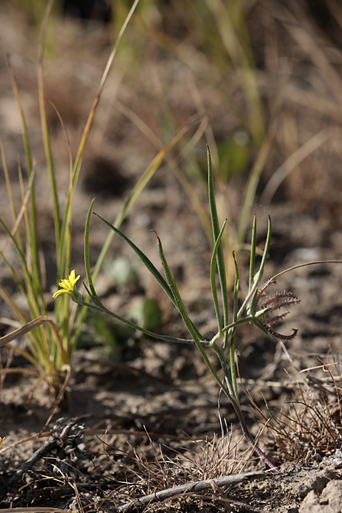 Image of Koelpinia linearis specimen.