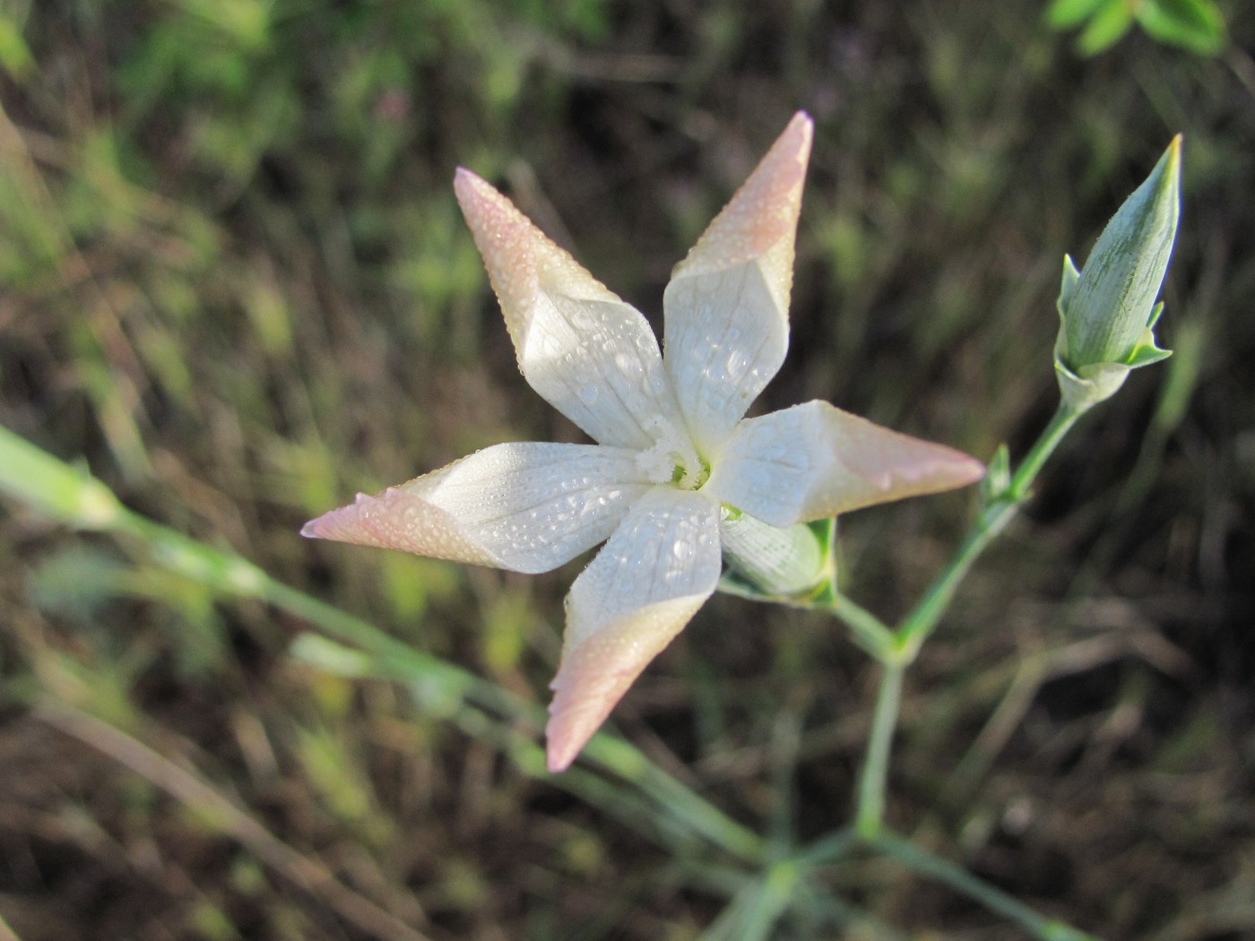 Image of Dianthus lanceolatus specimen.