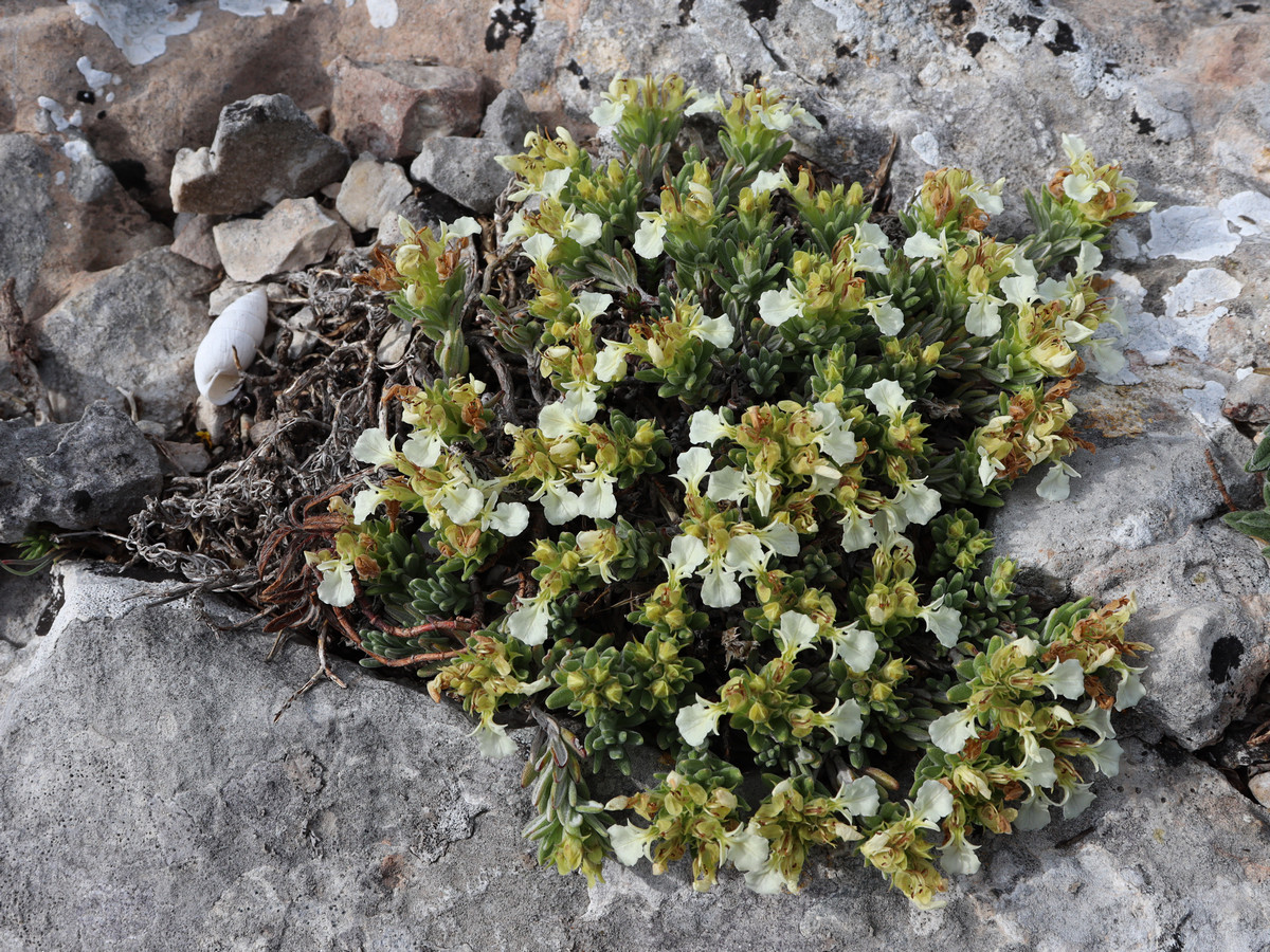 Image of Teucrium jailae specimen.