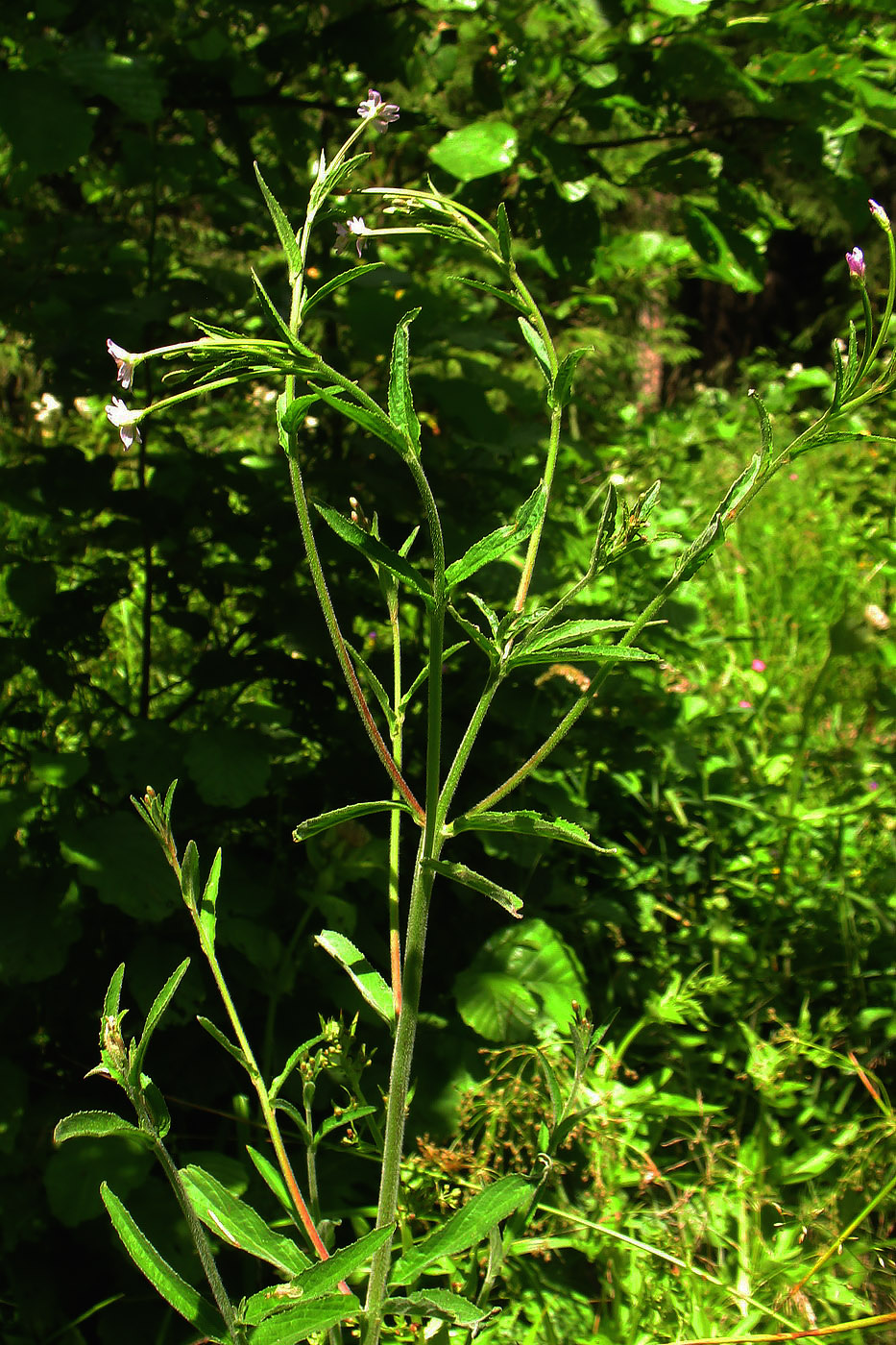 Изображение особи Epilobium parviflorum.