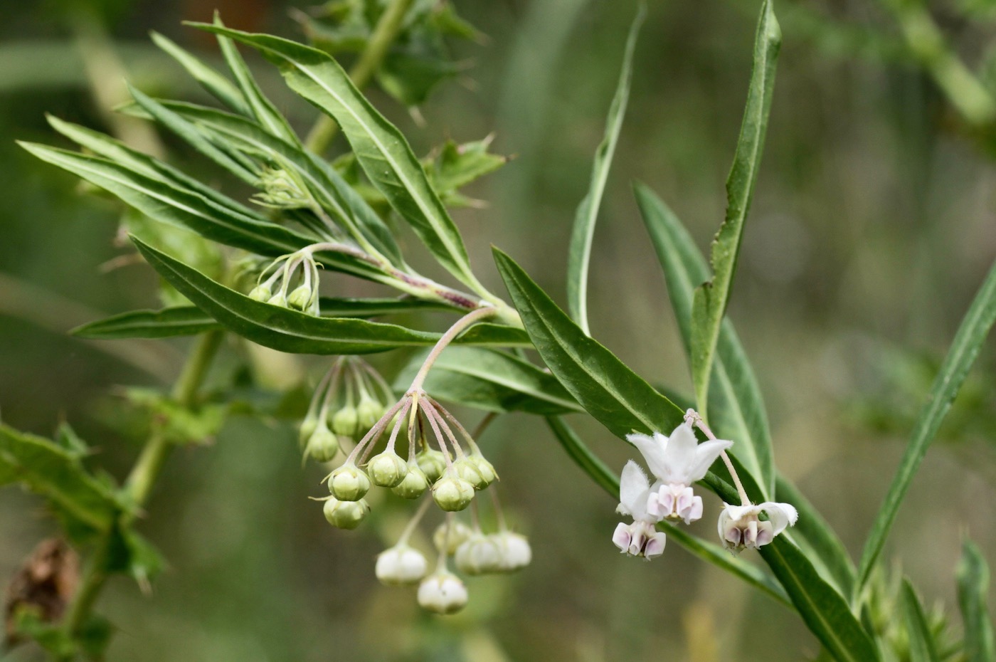 Изображение особи Gomphocarpus physocarpus.