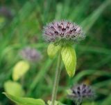 Clinopodium vulgare