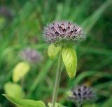 Clinopodium vulgare. Верхушка плодоносящего растения. Пермский край, Оханский р-н, Тулумбаихинское сельское поселение, Кунчурихинский бор, опушка в смешанном лесу. 14.08.2020.