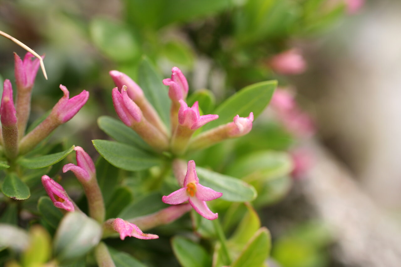 Image of Daphne kosaninii specimen.