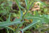 Sonchus subspecies uliginosus