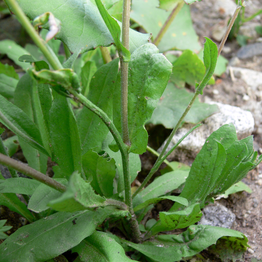 Изображение особи Capsella bursa-pastoris.