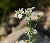 Achillea ptarmica. Верхушка цветущего растения. Башкортостан, Белорецкий р-н, Зигазинский сельсовет, долина р. Зилим, прибрежный галечник. 30 августа 2020 г.