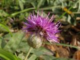 Centaurea adpressa. Соцветие. Украина, г. Запорожье, южная часть балки Березноватая, луг на глинистой почве. 23.10.2020.