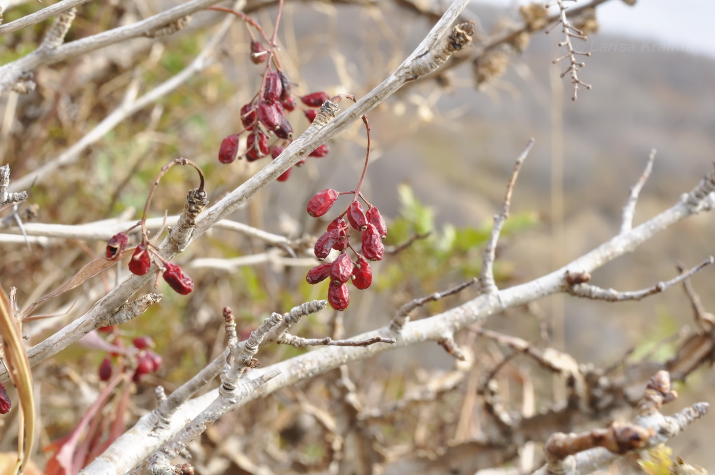 Image of Berberis amurensis specimen.