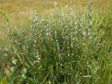 Salix starkeana