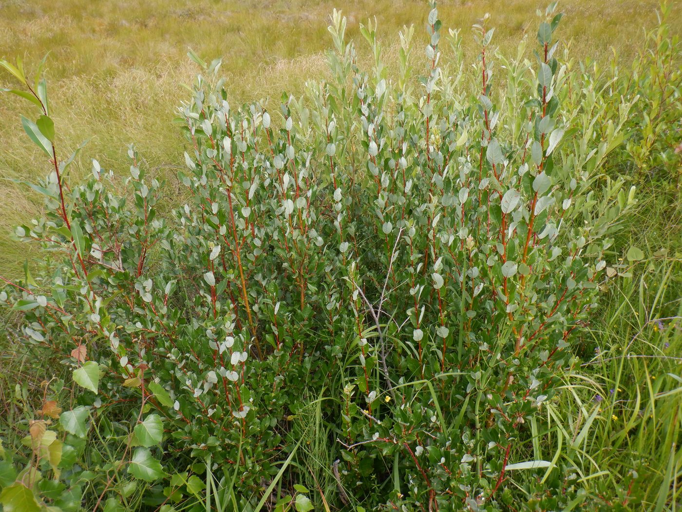 Image of Salix starkeana specimen.