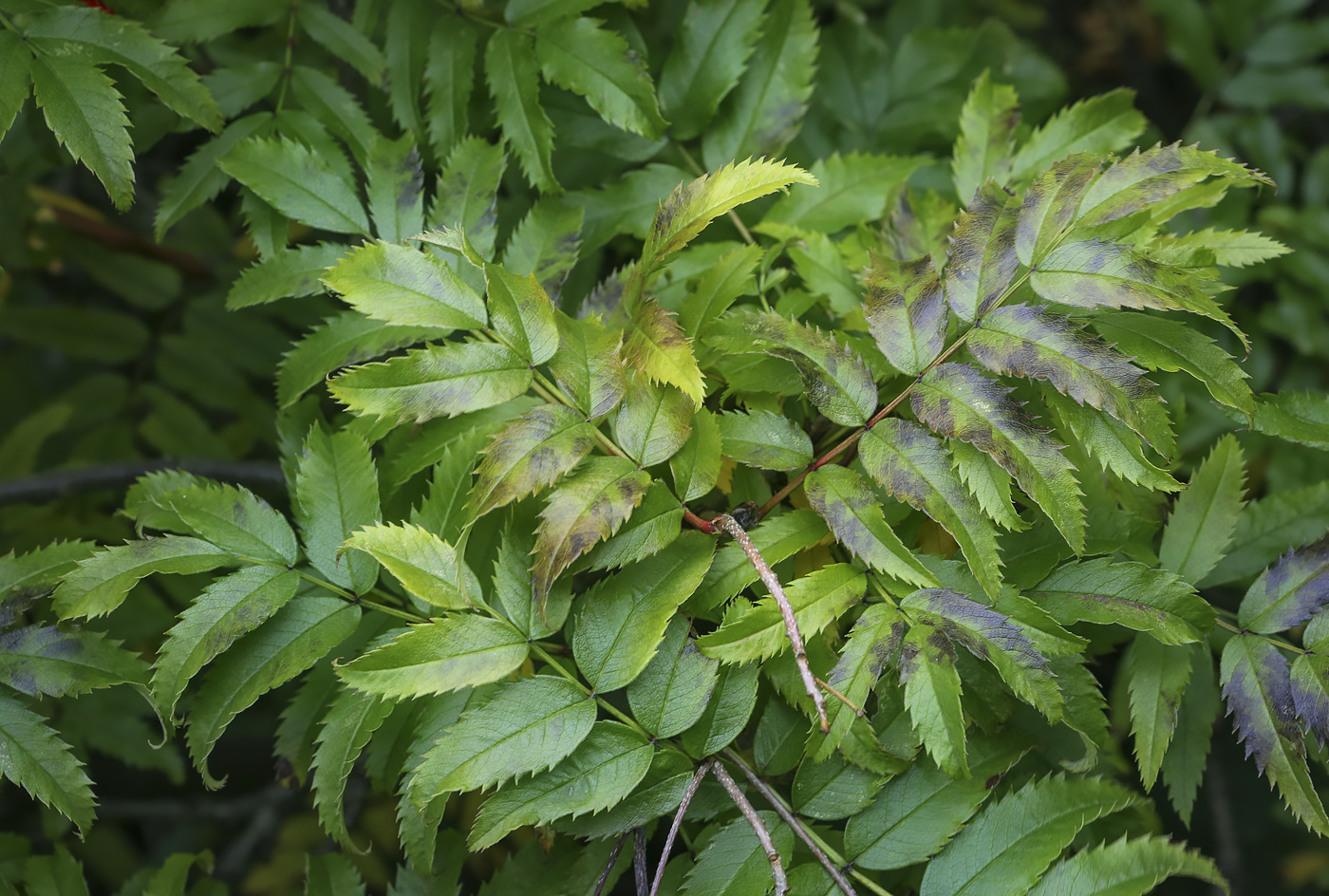 Изображение особи Sorbus sambucifolia.