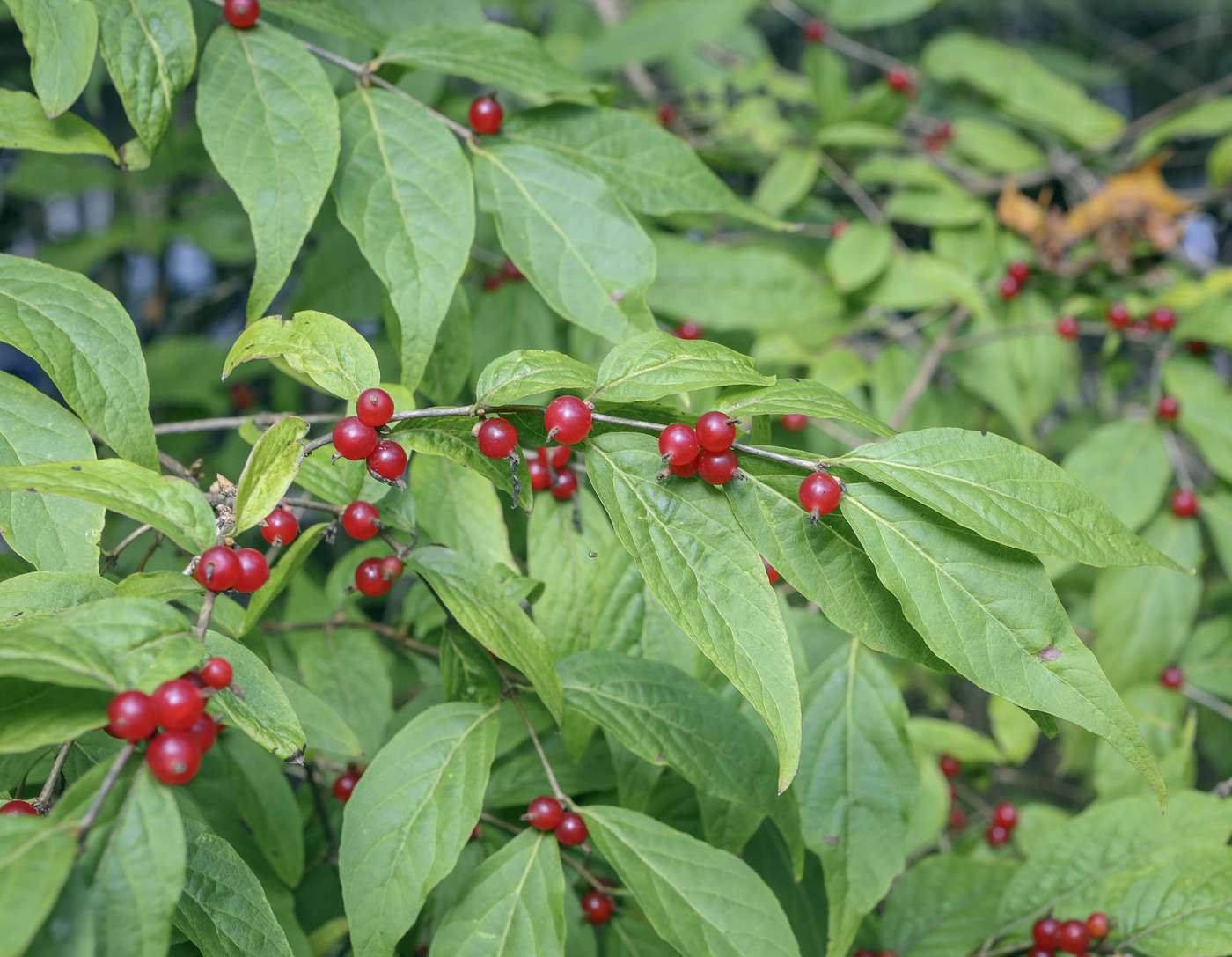 Image of Lonicera maackii specimen.