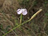 Dianthus ciliatus ssp. dalmaticus