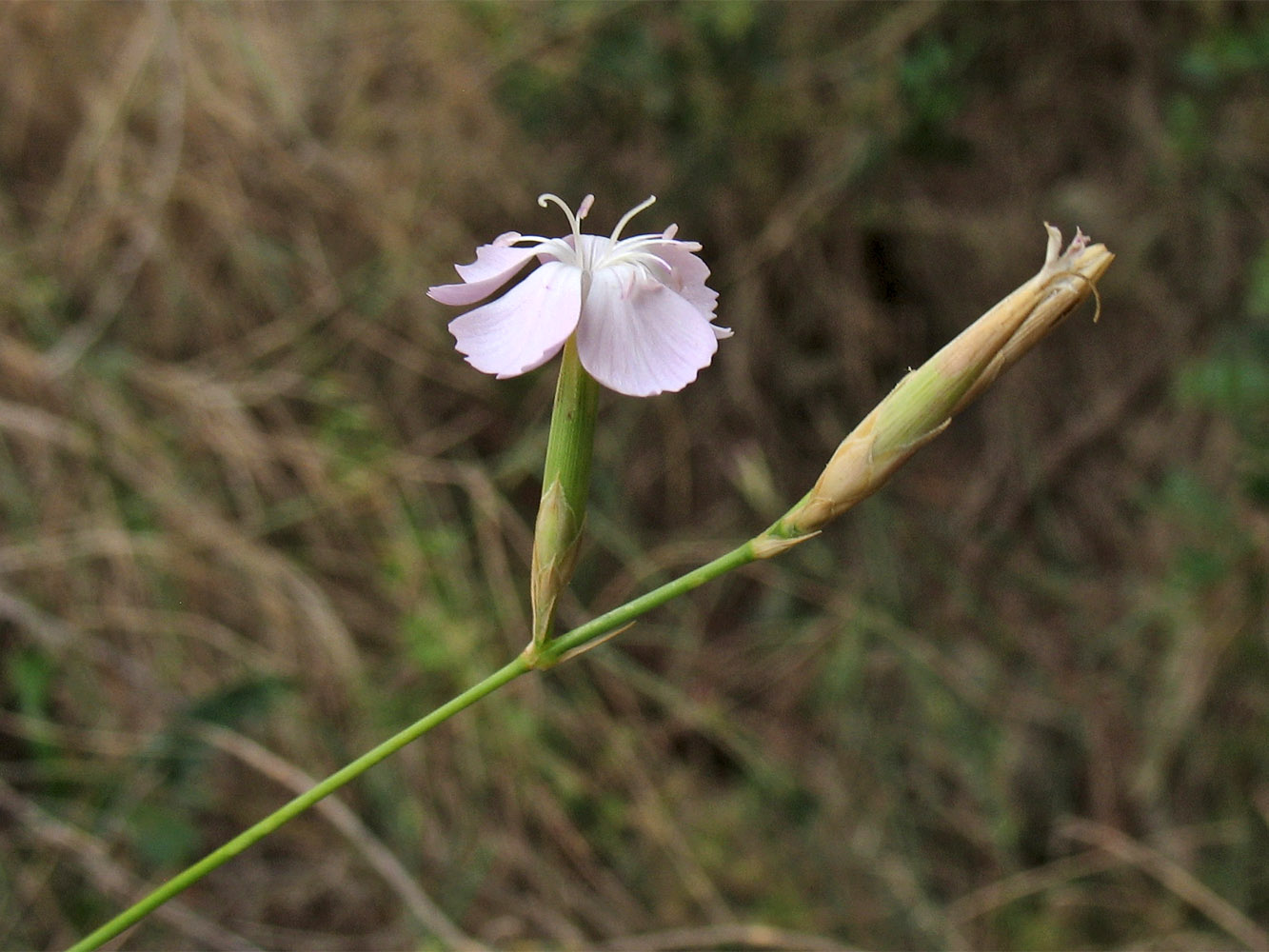 Изображение особи Dianthus ciliatus ssp. dalmaticus.