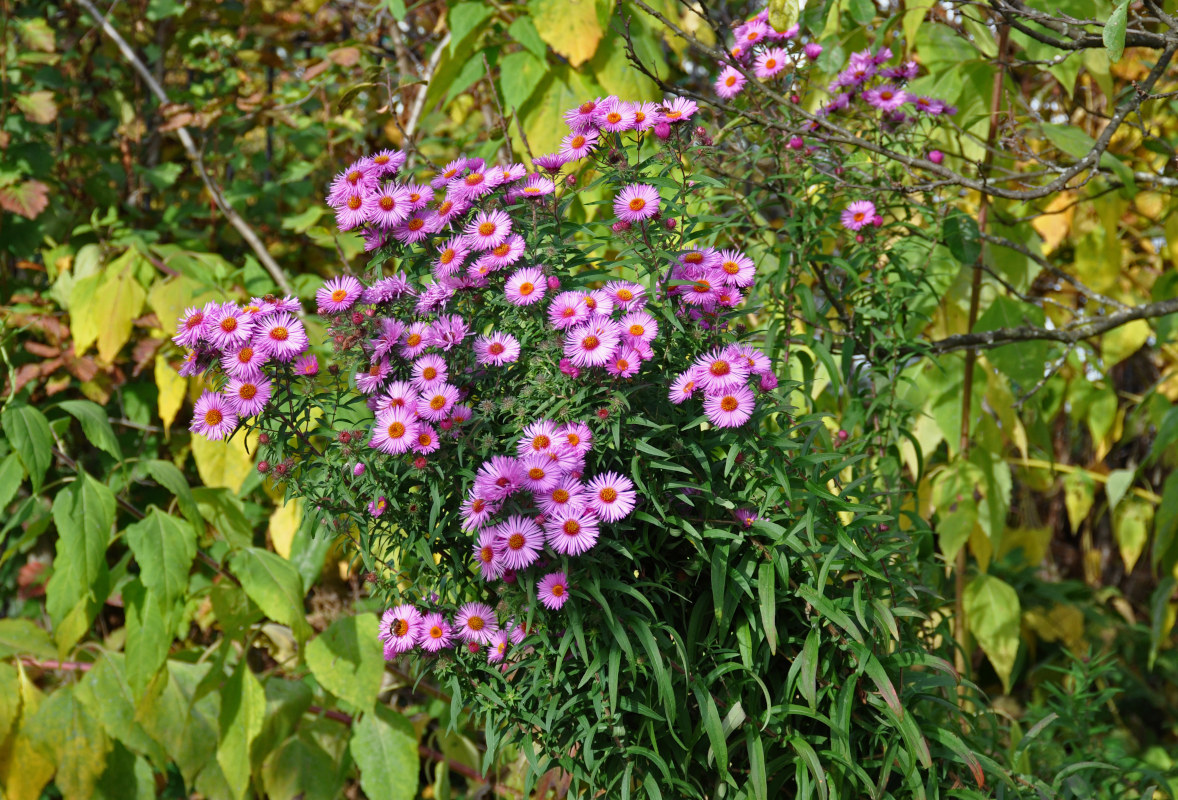 Изображение особи Symphyotrichum novae-angliae.