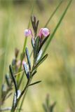 Andromeda polifolia. Верхушка побега с соцветием. Ленинградская обл., Лужский р-н, окр. оз. Бахманское, окраина болота Машутинский Мох на границе с сосновым бором. 02.06.2020.