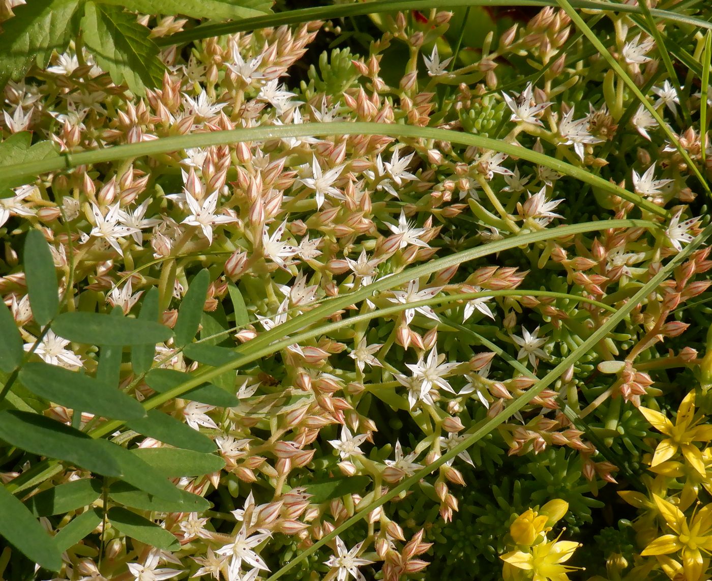 Image of Sedum pallidum ssp. bithynicum specimen.