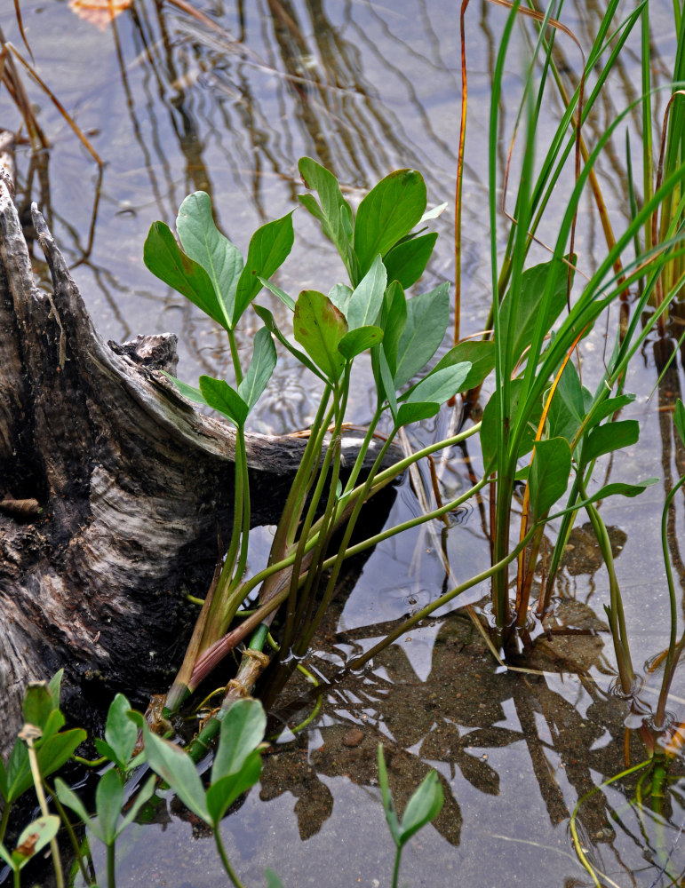 Image of Menyanthes trifoliata specimen.