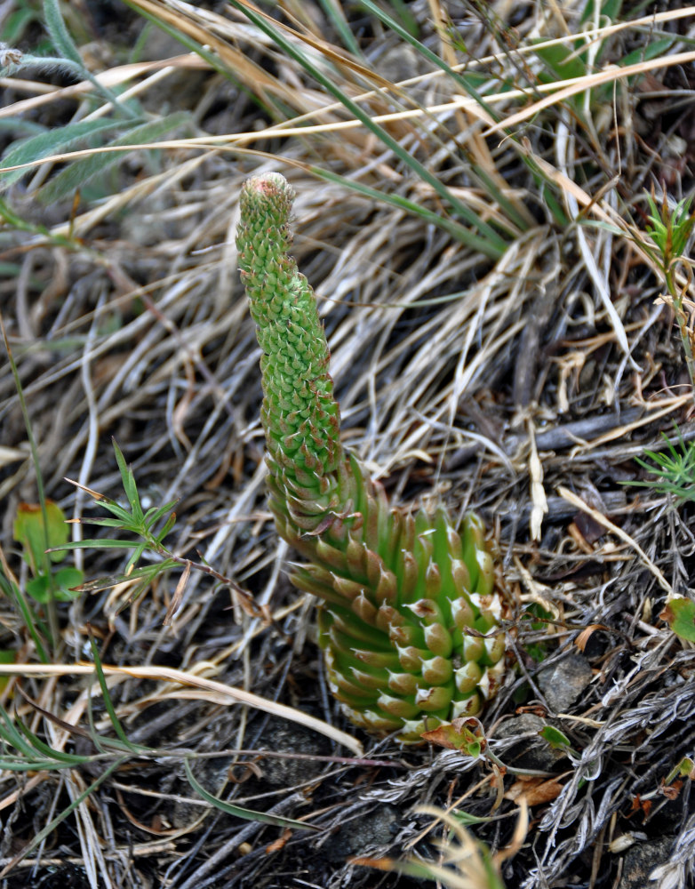 Изображение особи Orostachys spinosa.