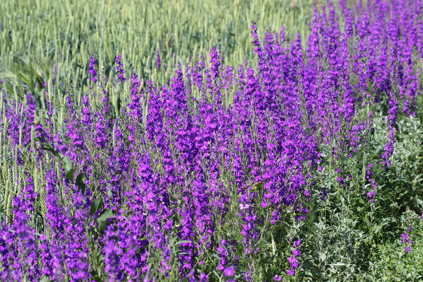 Image of Delphinium ajacis specimen.