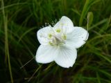 Parnassia palustris