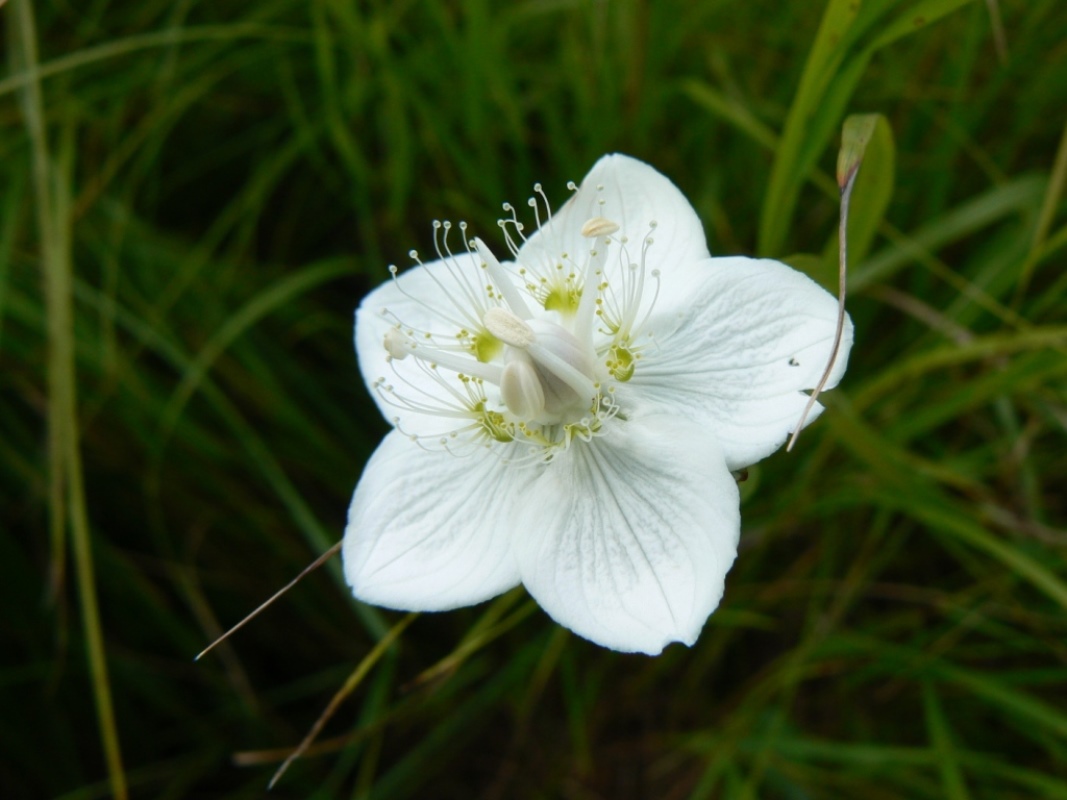 Изображение особи Parnassia palustris.