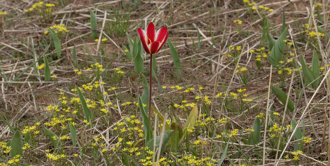 Image of Tulipa berkariensis specimen.