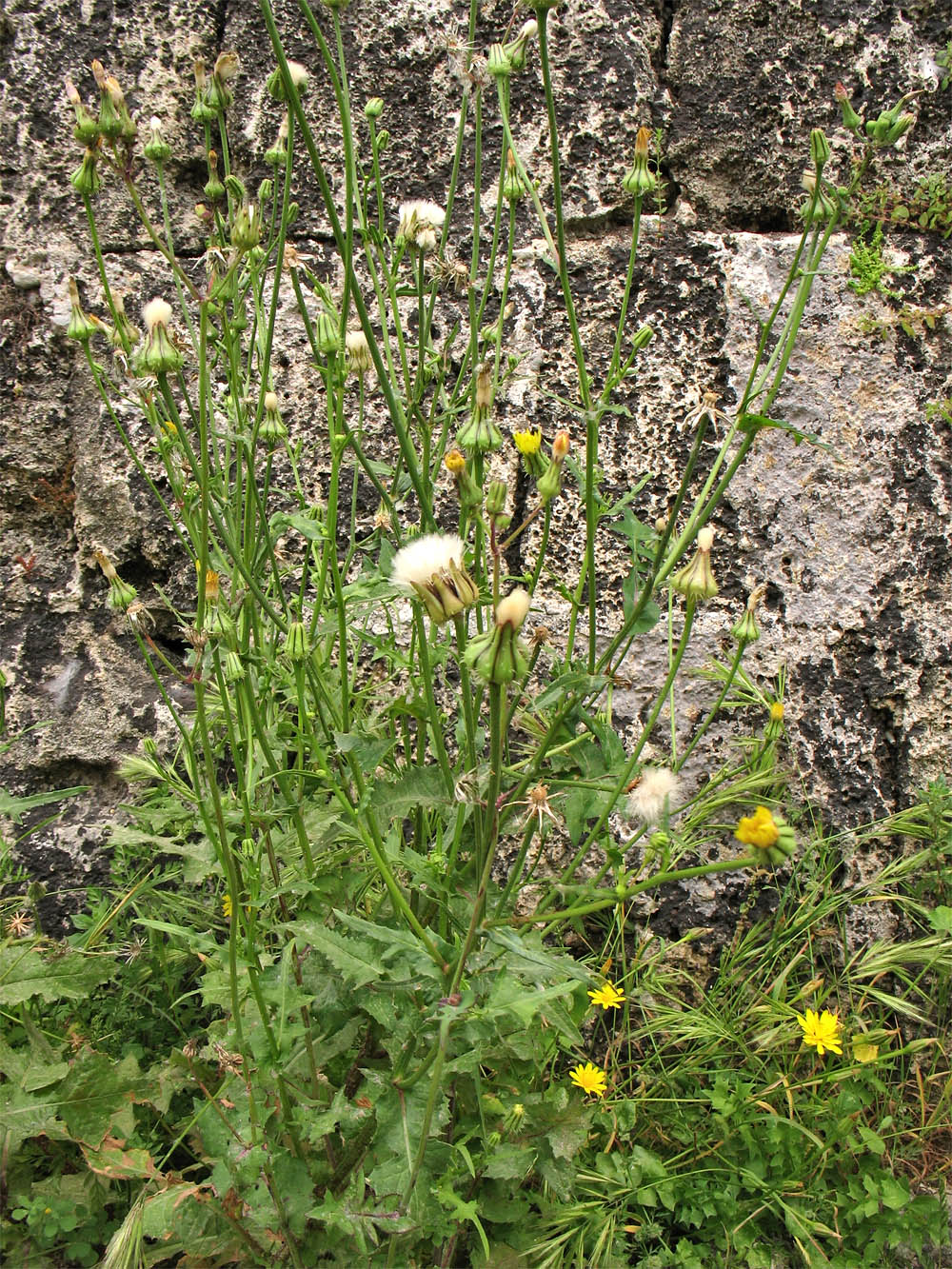 Image of Urospermum picroides specimen.