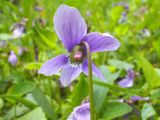 Viola uliginosa