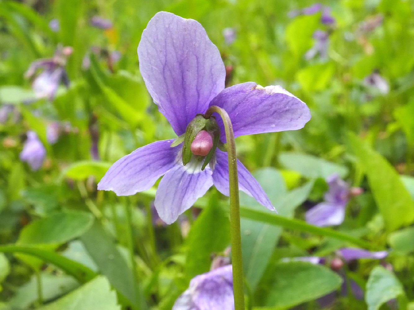 Image of Viola uliginosa specimen.