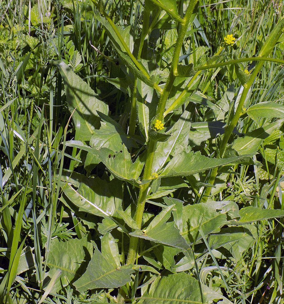 Image of Bunias orientalis specimen.