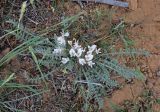 Astragalus dolichophyllus