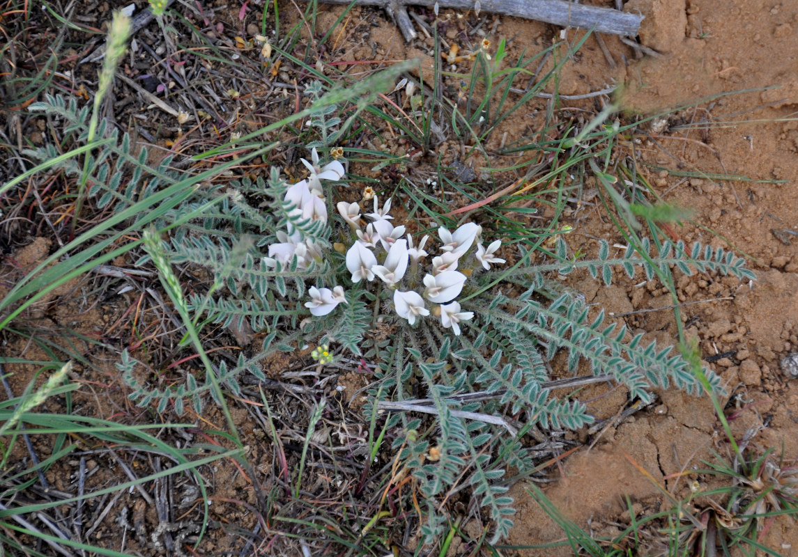 Изображение особи Astragalus dolichophyllus.