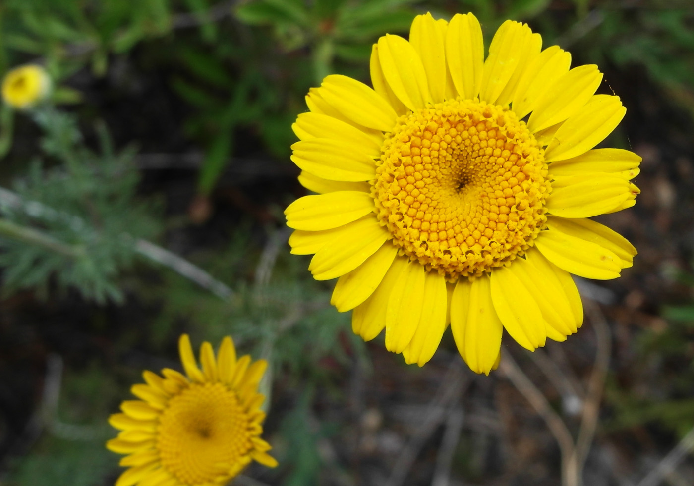 Изображение особи Anthemis tinctoria.