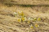 Pulsatilla uralensis. Цветущие растения в зарослях злаков (Poaceae). Челябинская обл., Троицкий р-н, Кособродское сельское поселение, окр. пос. Каменка, долина р. Уй, заросший преимущественно злаками склон прибрежной возвышенности. 3 мая 2021 г.