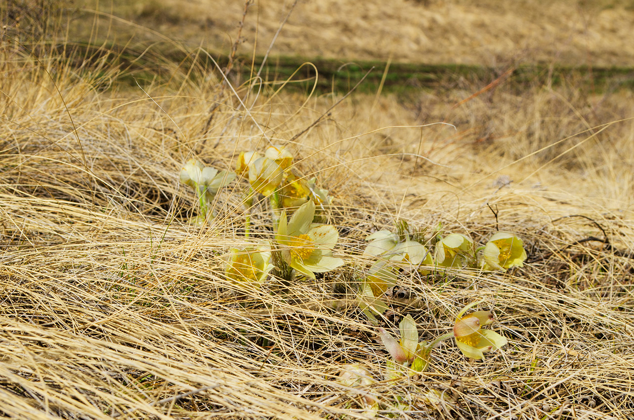 Изображение особи Pulsatilla uralensis.